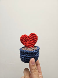 Thumbnail for Hoya Kerri Heart Plant