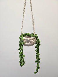 Thumbnail for Hanging Pearl Plant