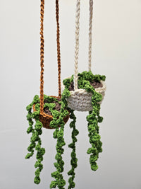 Thumbnail for Hanging Pearl Plant