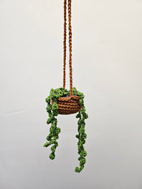 Thumbnail for Hanging Pearl Plant