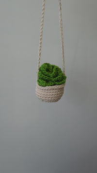 Hanging Succulent Plant