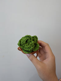 Thumbnail for Hanging Succulent Plant