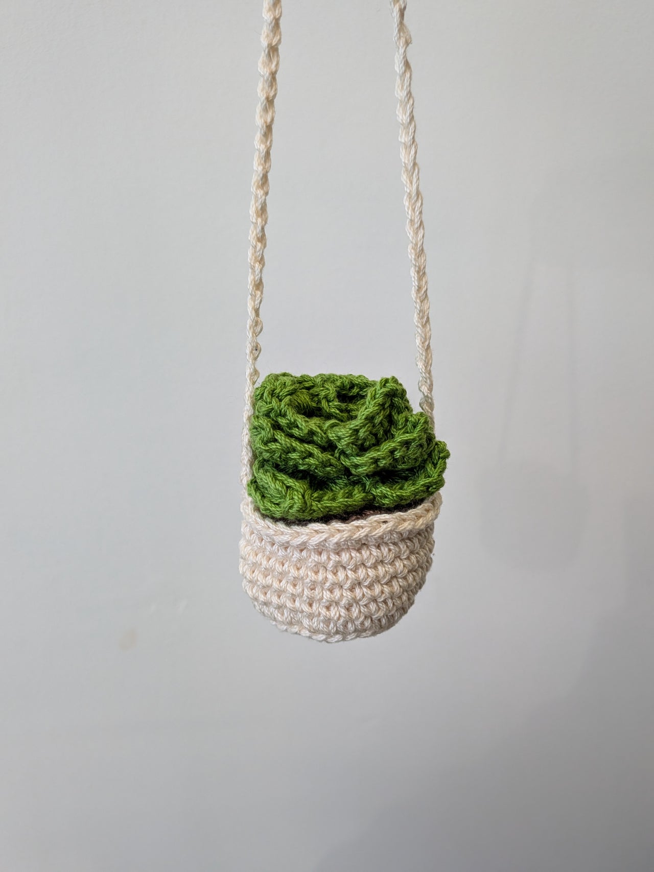 Hanging Succulent Plant