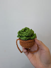 Thumbnail for Hanging Succulent Plant
