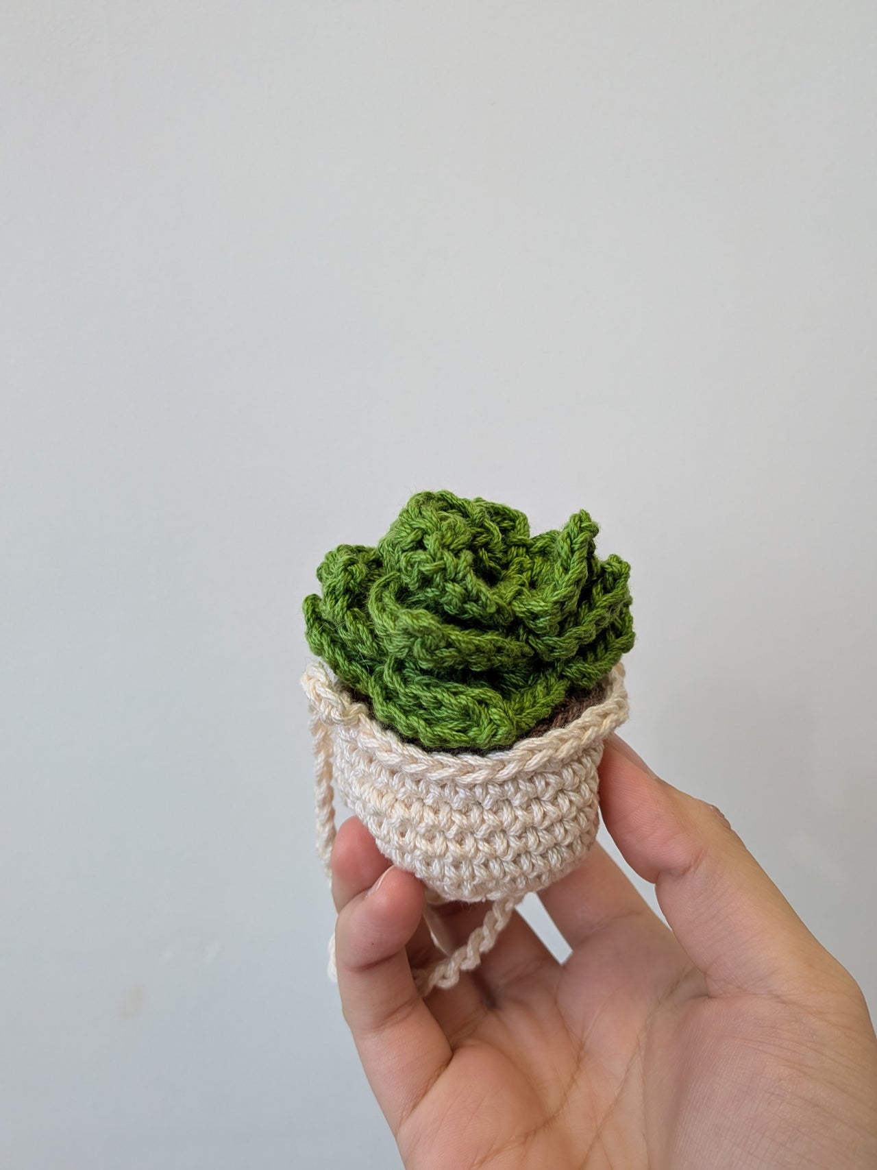 Hanging Succulent Plant