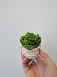 Thumbnail for Hanging Succulent Plant