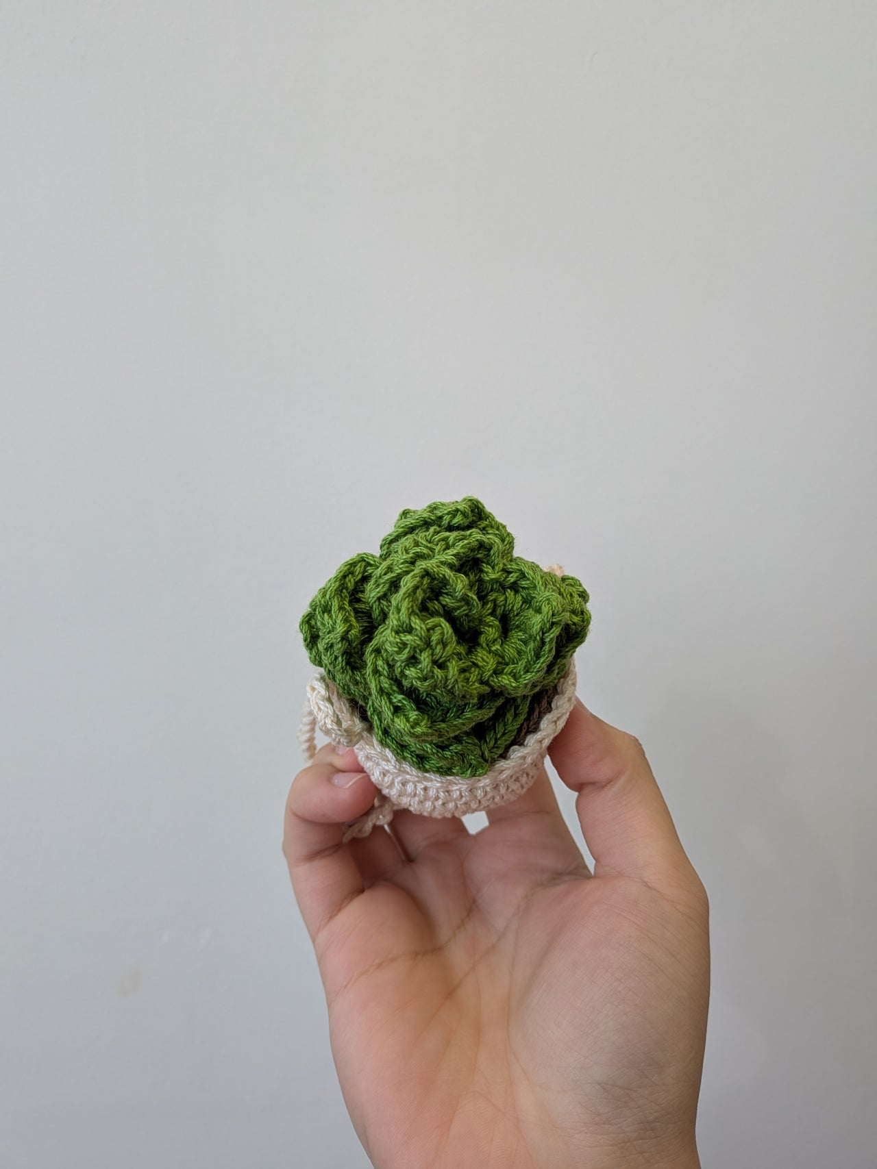 Hanging Succulent Plant