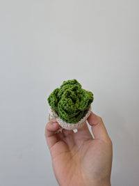 Thumbnail for Hanging Succulent Plant