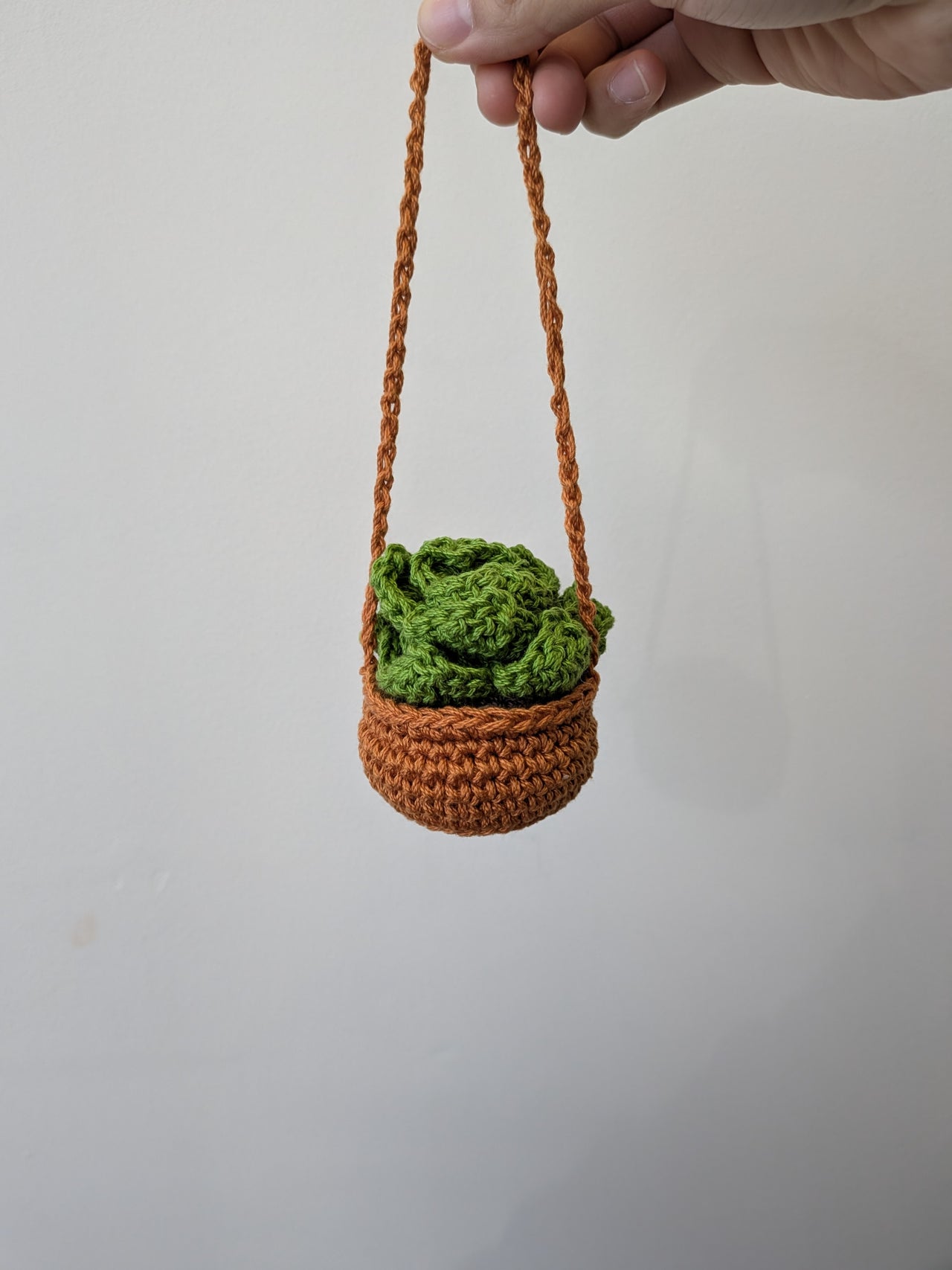 Hanging Succulent Plant